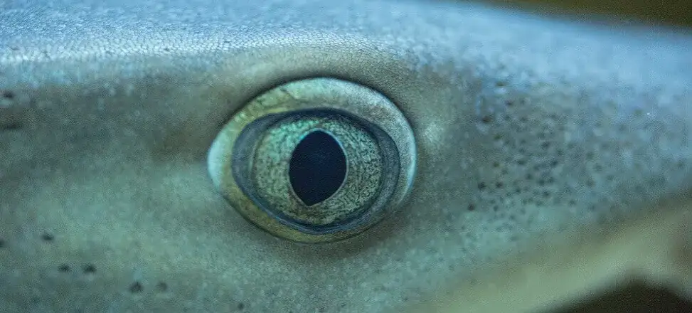 Czy rekiny są w Bałtyku? Fakty o ich obecności i bezpieczeństwie