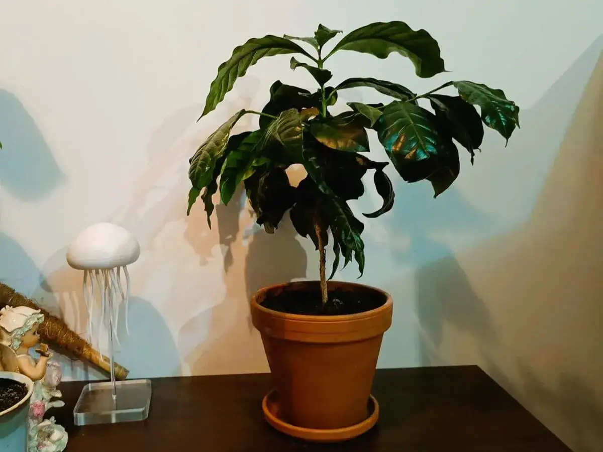 Kawa arabska w doniczce: Sekrety pielęgnacji i owocowania