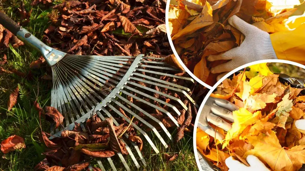 Jak wykorzystać liście dębu do kompostu - praktyczny poradnik z poradami