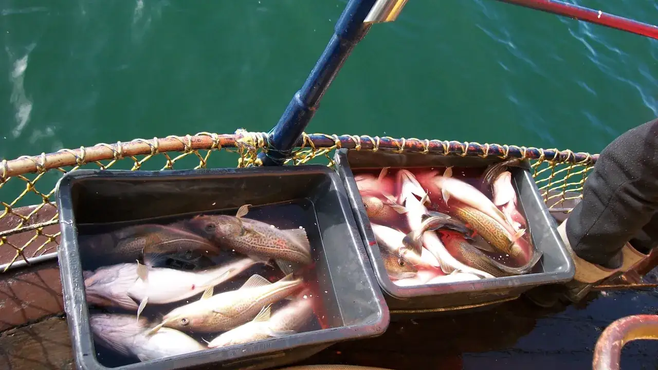 Kiedy można łowić dorsza na Bałtyku? Sprawdź zasady i terminy