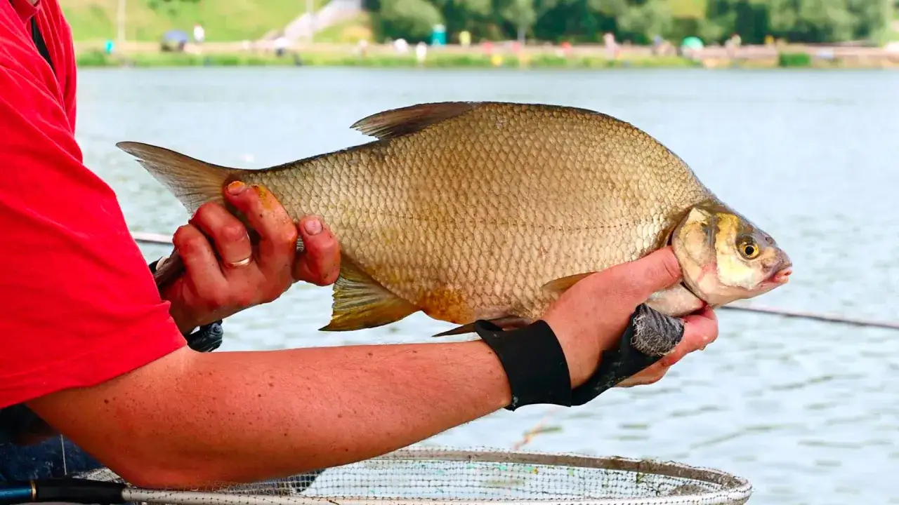 Najskuteczniejsze przynęty na leszcza, które naprawdę działają w każdych warunkach