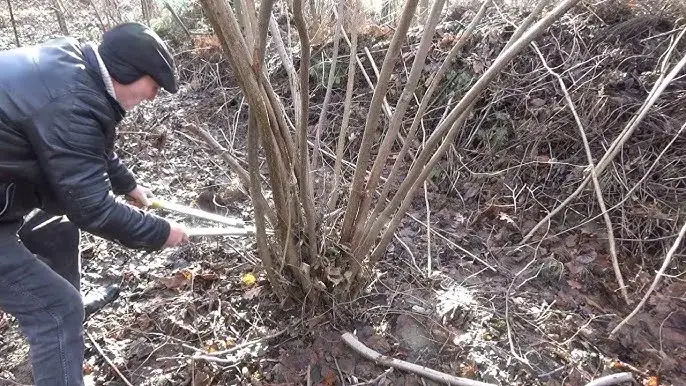 Kiedy cięcie orzecha włoskiego zielone pogotowie - uniknij błędów w przycinaniu