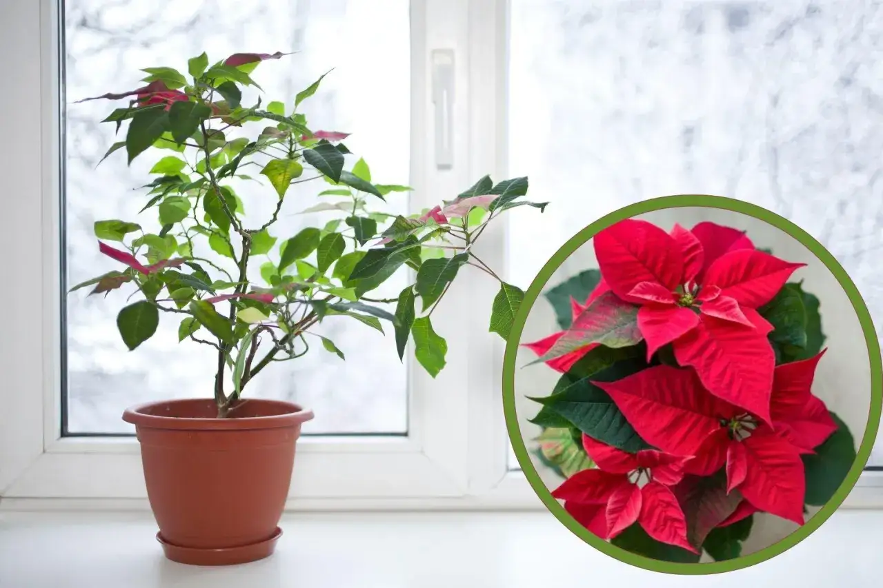 Gwiazda betlejemska uprawa w domu, pięknie kwitnie na parapecie.