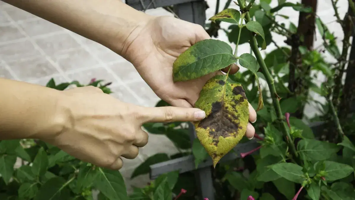 Plamistość liści - przyczyny i skuteczne metody zwalczania
