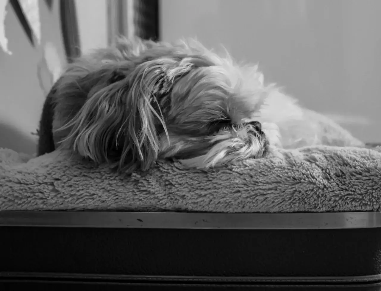 Ile kosztuje eutanazja psa? Przewodnik po cenach i opcjach