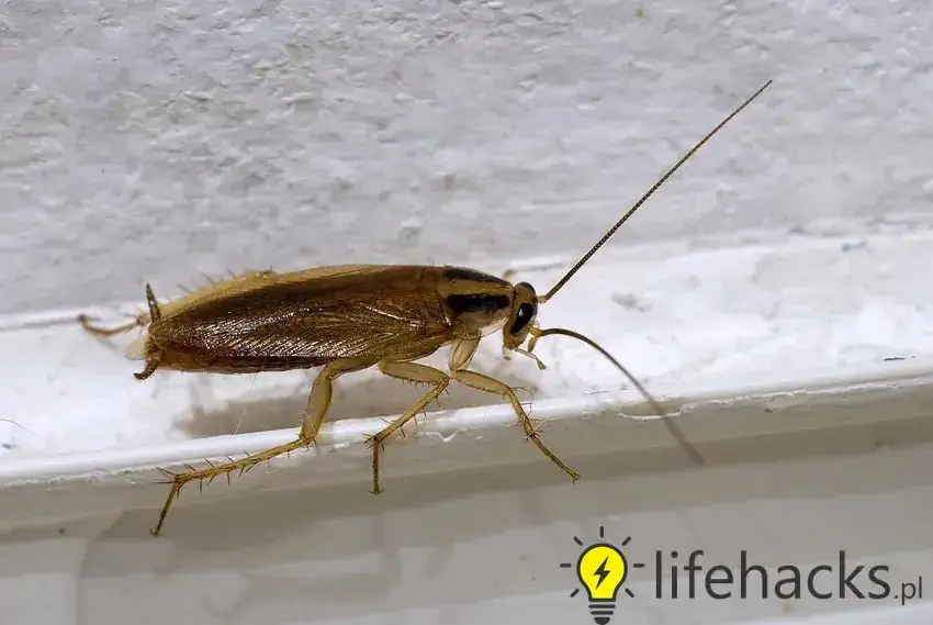 Prusaki w bloku: Jak je wytępić i zapobiec powrotom?