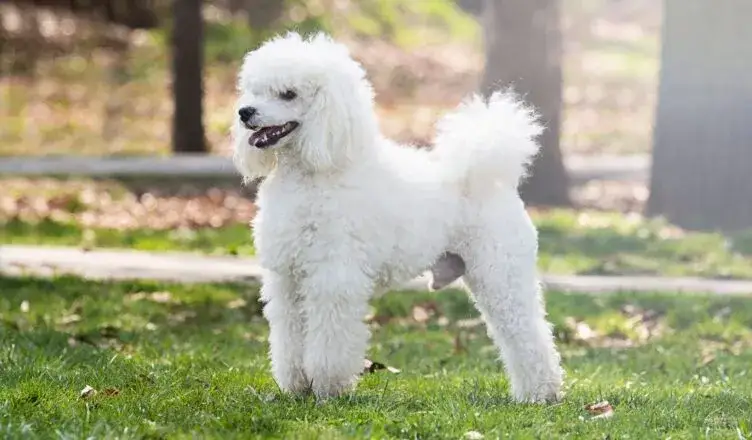 Duże psy które nie gubią sierści – idealne dla alergików i czystego domu