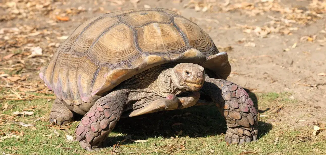 Duży żółw lądowy z łuskami na nogach i charakterystycznym pancerzem, stojący na trawie.