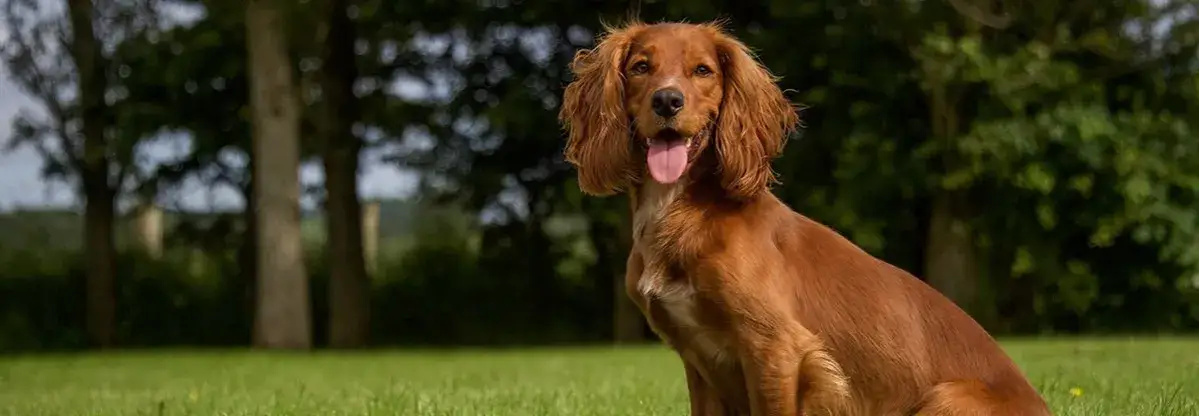 Cocker spaniel włosy czy sierść - poznaj różnice i pielęgnację