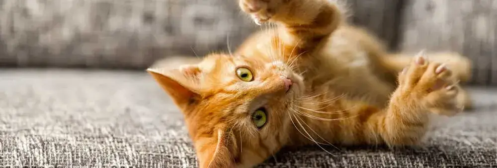 Czy koty mogą jeść chipsy? Poznaj niebezpieczeństwa i alternatywy