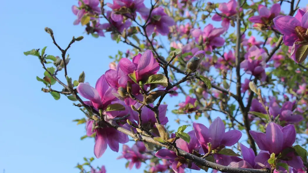 Przycinanie magnolii: Kiedy i jak ciąć, by nie zaszkodzić?