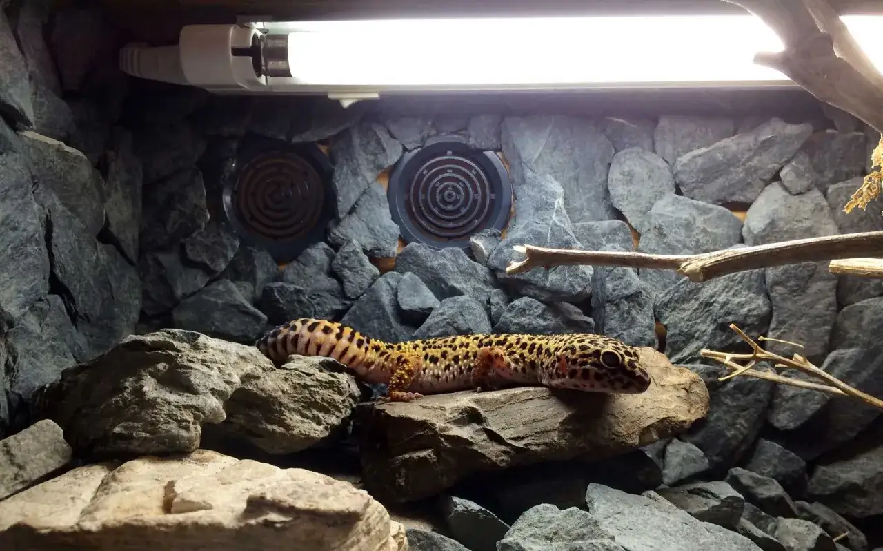 Gekon lamparci: Lampa? Ogrzewanie, UVB i sekrety zdrowia