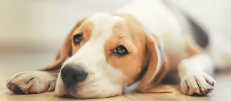 Hund einschläfern: Medikamente & Ablauf Ein friedlicher Abschied