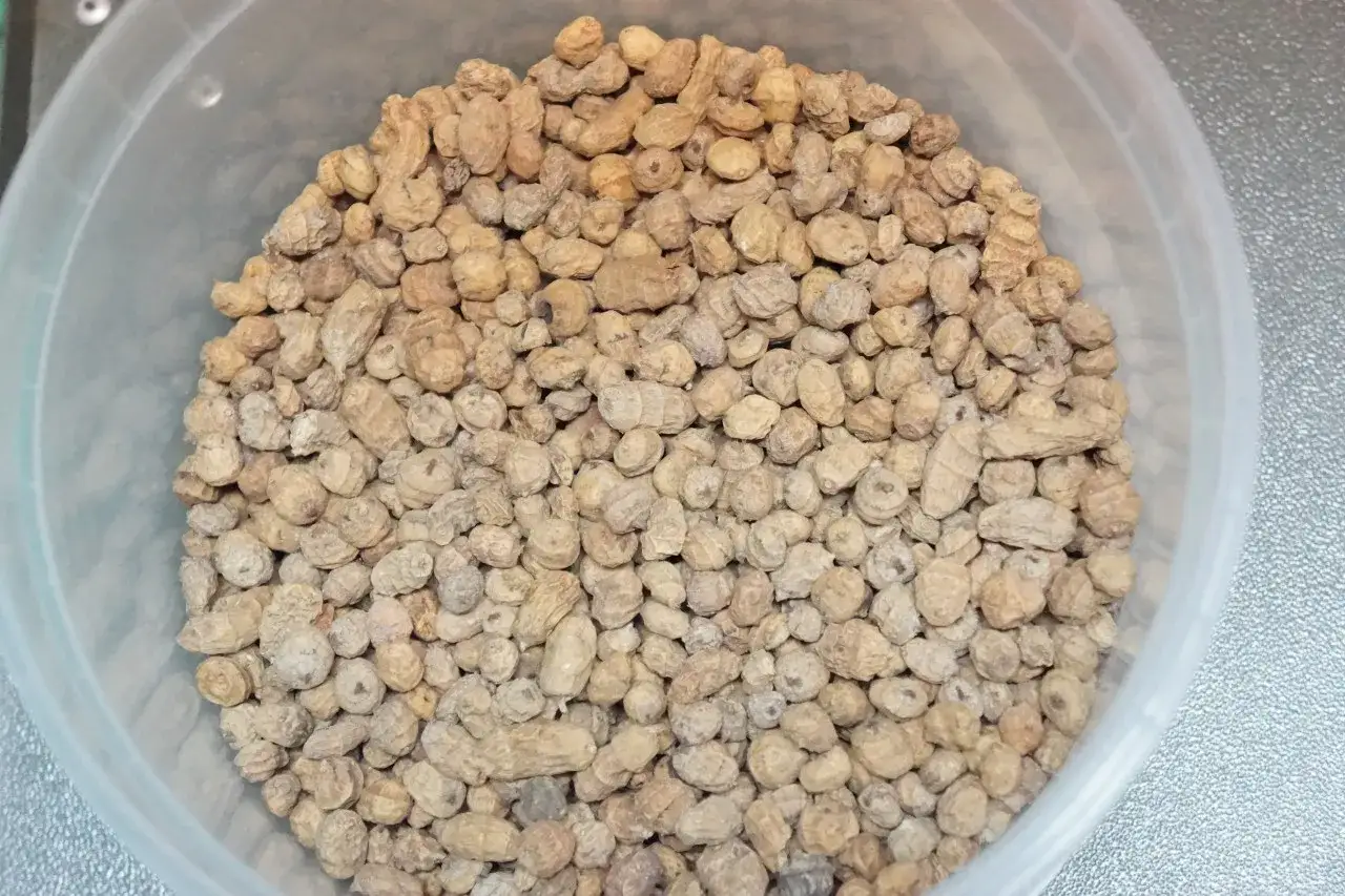 Orzechy tygrysie, idealna przynęta na karpie i amury. Te małe, chrupiące kuleczki kuszą ryby swoim smakiem i zapachem.