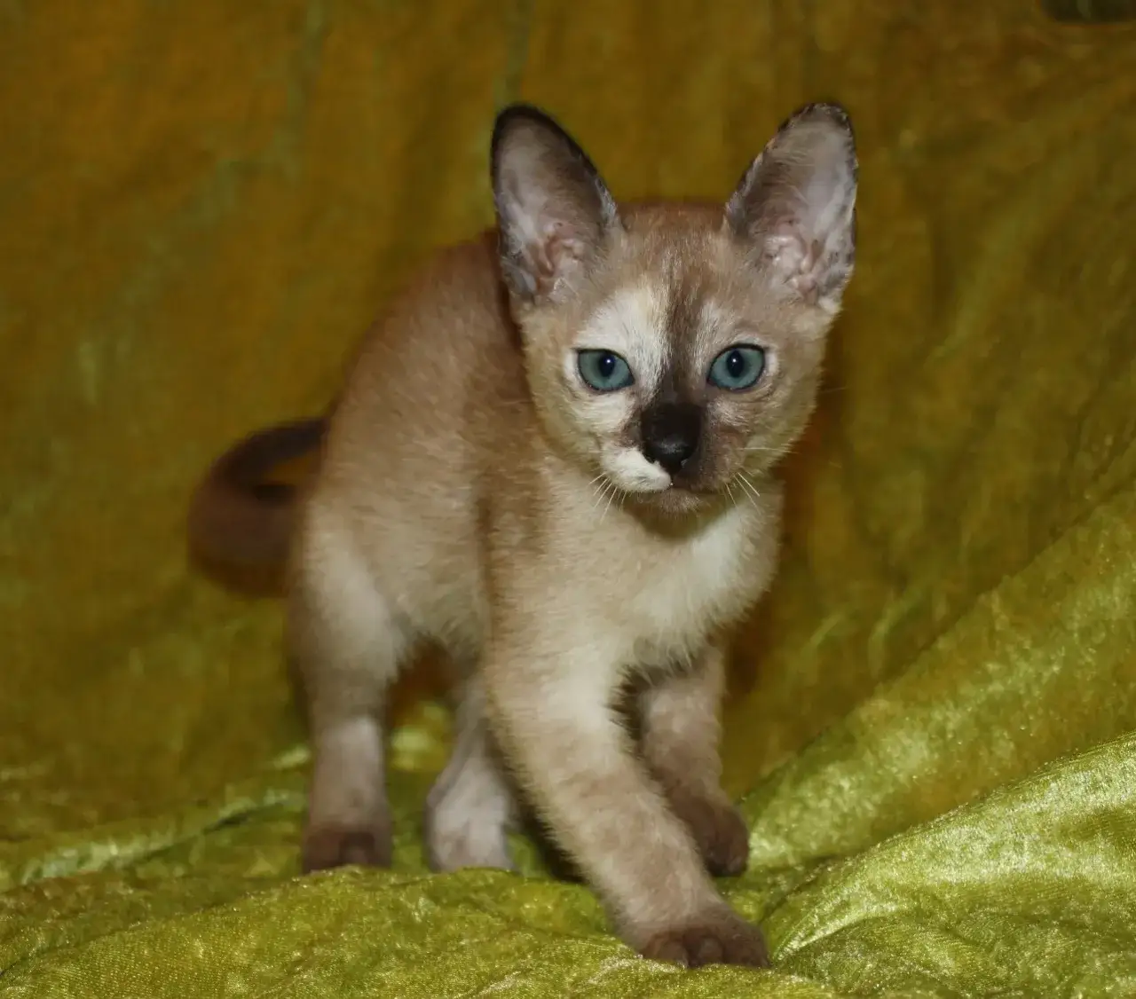 Hodowla kotów tonkijskich we Wrocławiu - ceny i dostępne kocięta