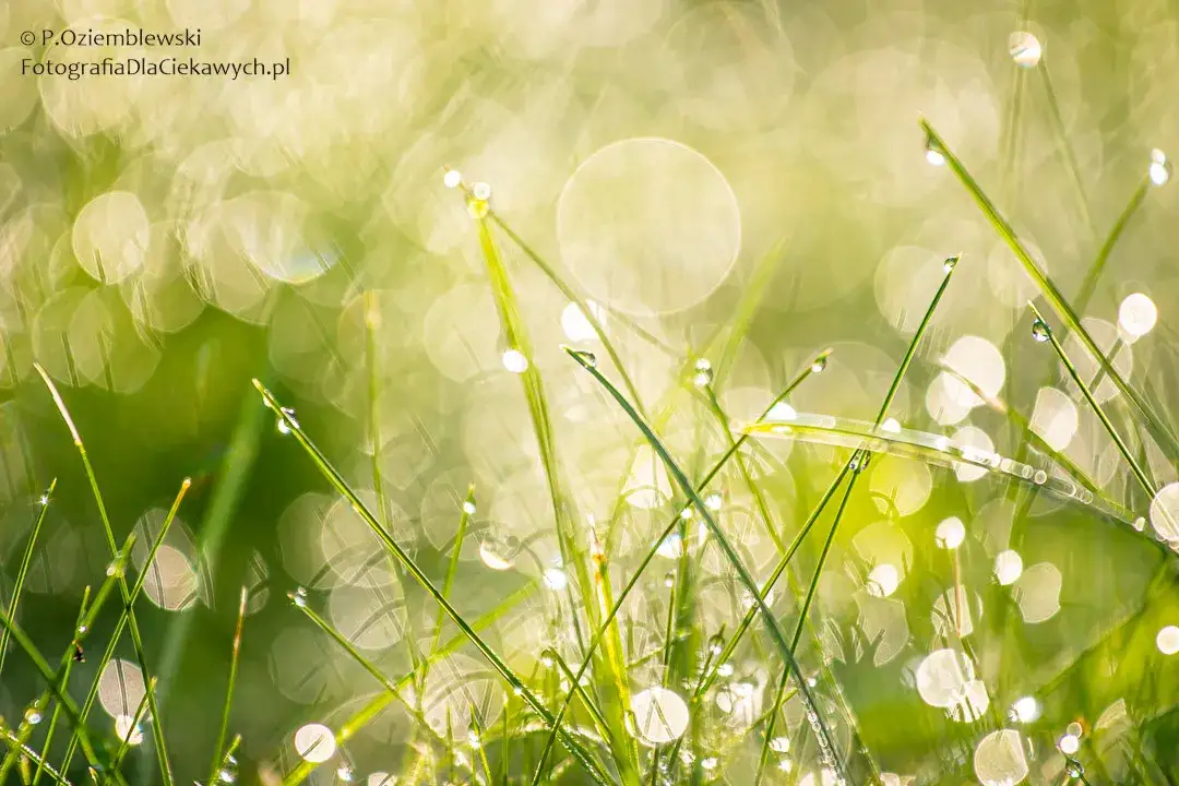 Rozmyte tło: bokeh jak pro. Smartfonem i aparatem? Sprawdź!