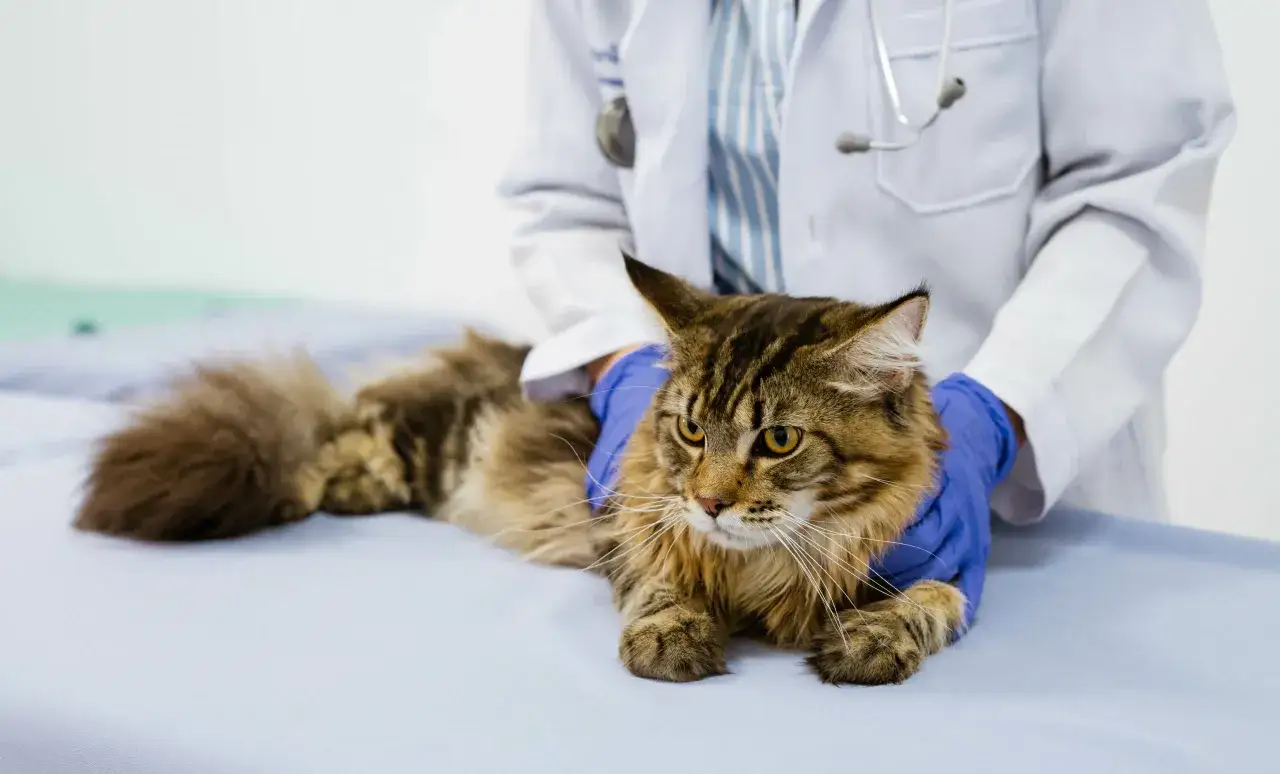 Niepokojące objawy po sterylizacji kotki – co może być nie tak?