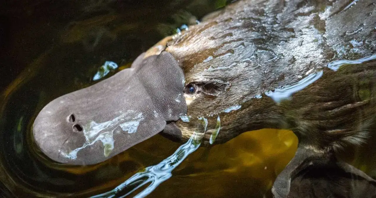Czym się żywi dziobak? Odkryj sekrety jego diety i polowania