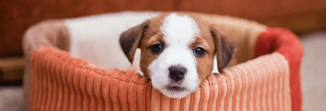 Dlaczego szczeniak piszczy? Zrozum go i naucz spokoju!