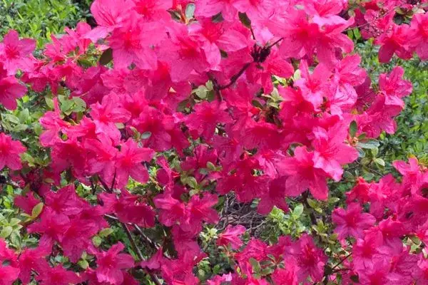 Czas kwitnienia azalii: od 3 do 8 tygodni? Wydłuż jej piękno!