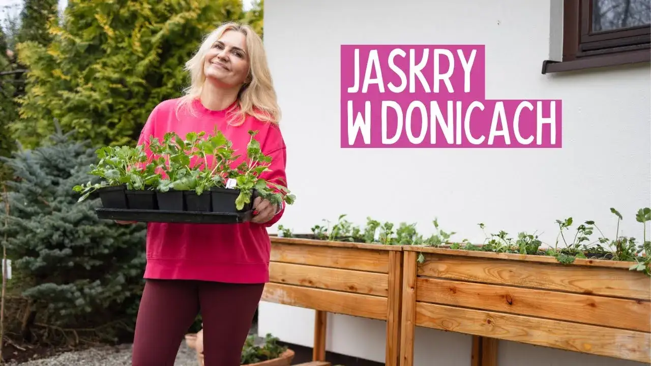 Jak sadzić jaskry w doniczce, aby uniknąć błędów i cieszyć się kwitnieniem