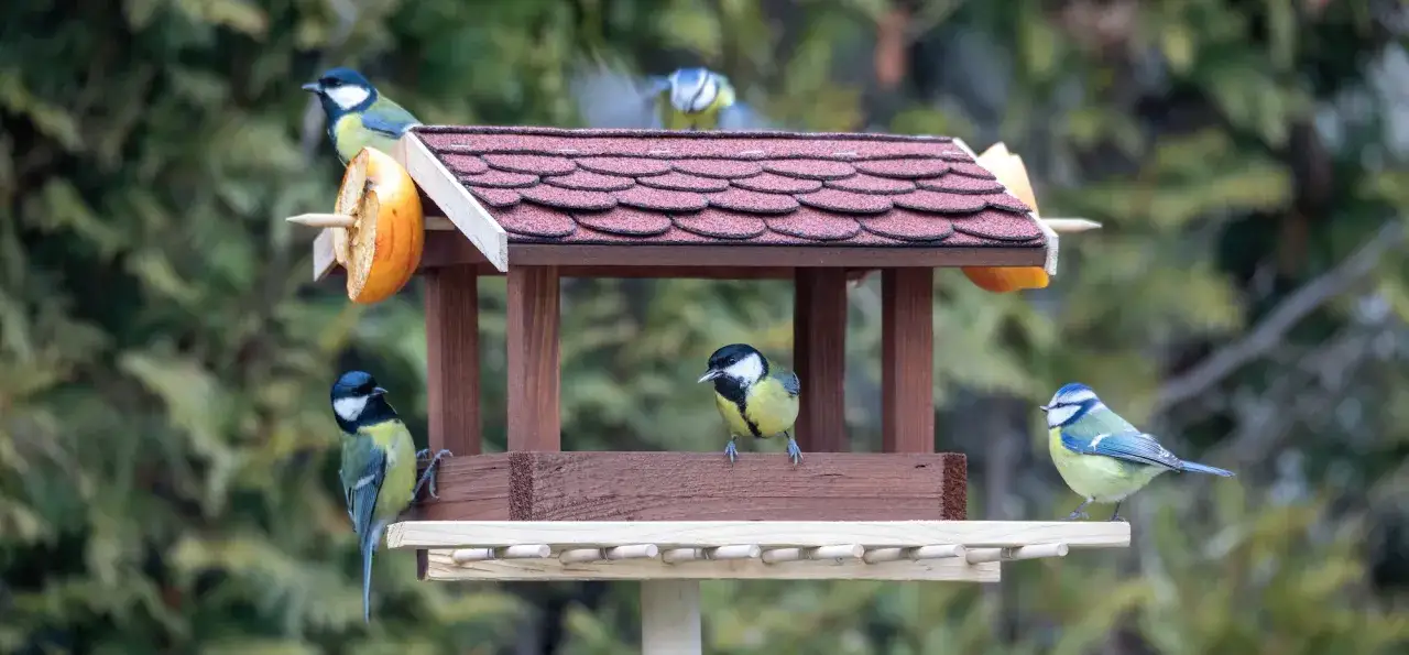 Słonina dla ptaków: Które gatunki jedzą i jak dokarmiać bezpiecznie?