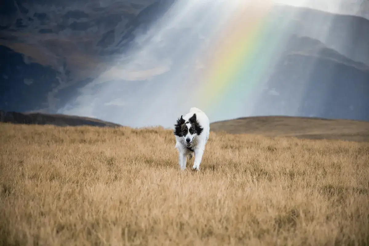 Tęczowy Most: Cytaty i wiersze, które ukoją ból po stracie psa