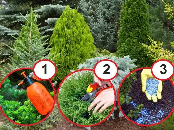 Czym podlewać tuje, aby uniknąć ich usychania i chorób?