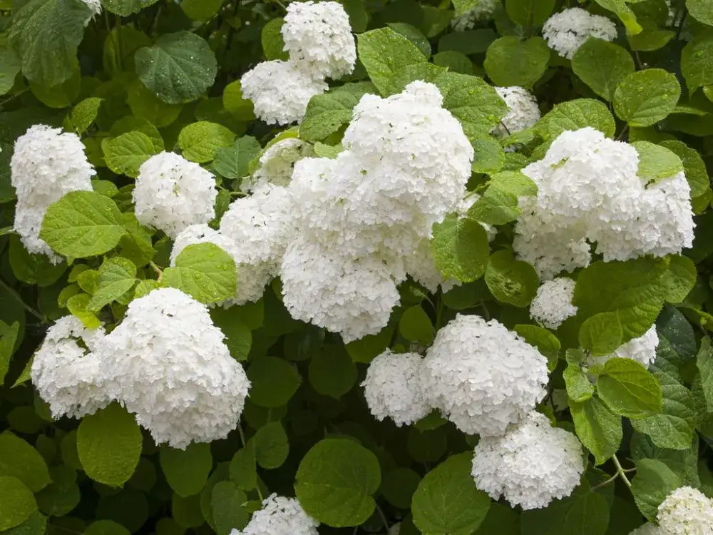 Hortensja annabelle ogrodowa czy bukietowa - która lepiej rośnie w ogrodzie?