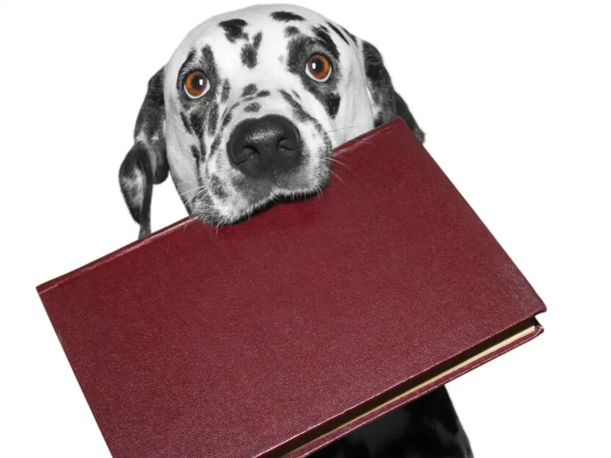 Dalmatyńczyk trzymający w pysku czerwoną książkę.