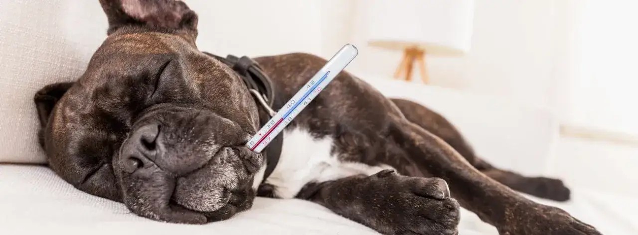 Grypa u psa objawy: Jak rozpoznać i co zrobić, by pomóc psu