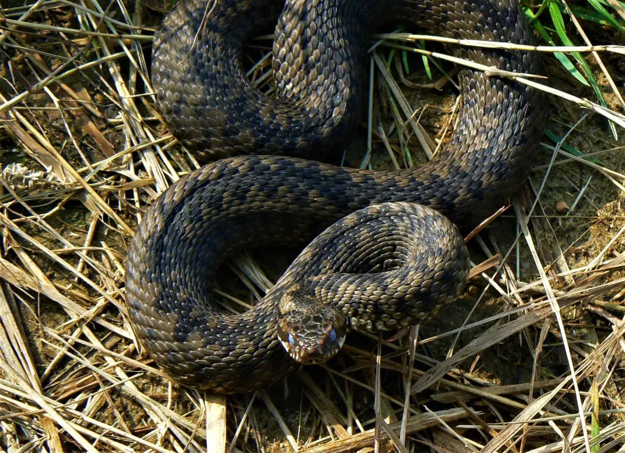 Jak się rozmnażają żmije? Fascynujące fakty o ich cyklu życia