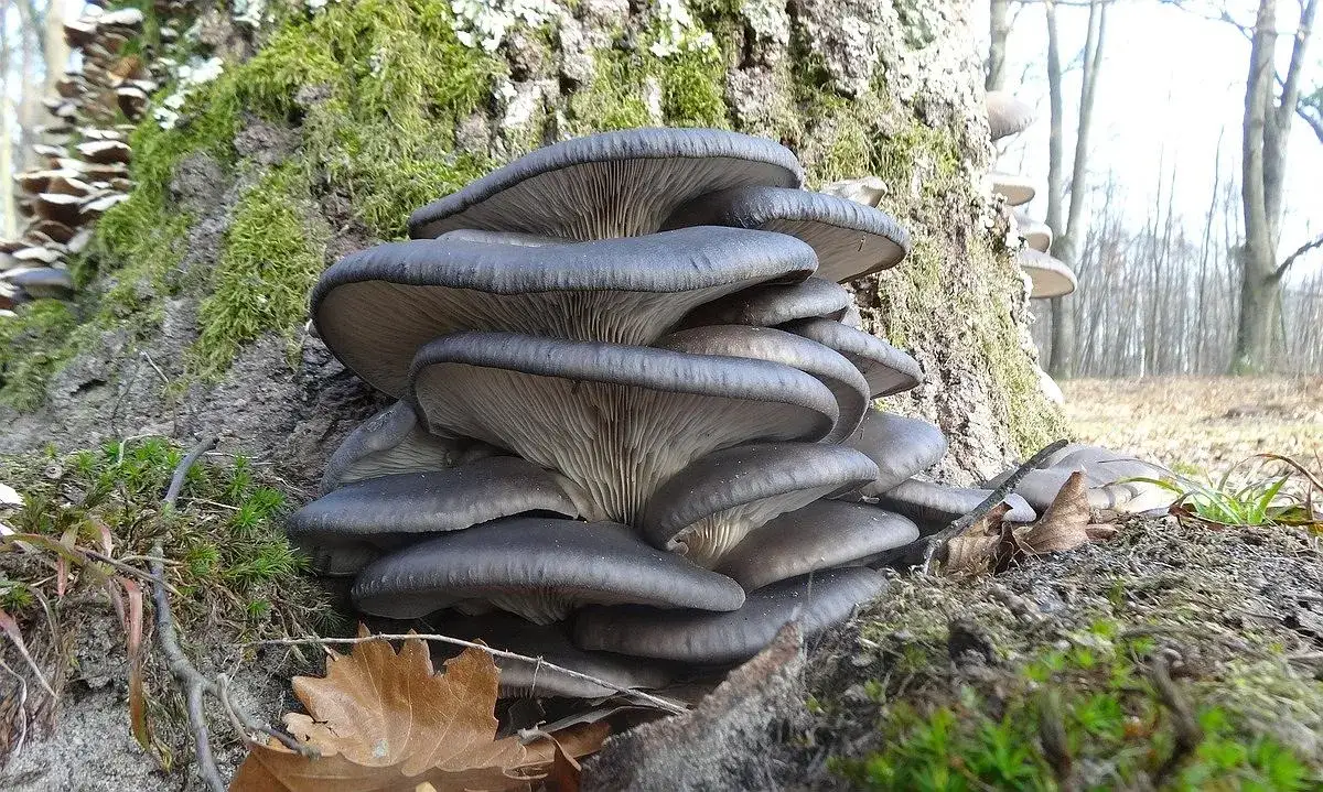 Kiedy jest sezon na boczniaki? Poznaj najlepszy czas na zbiór grzybów