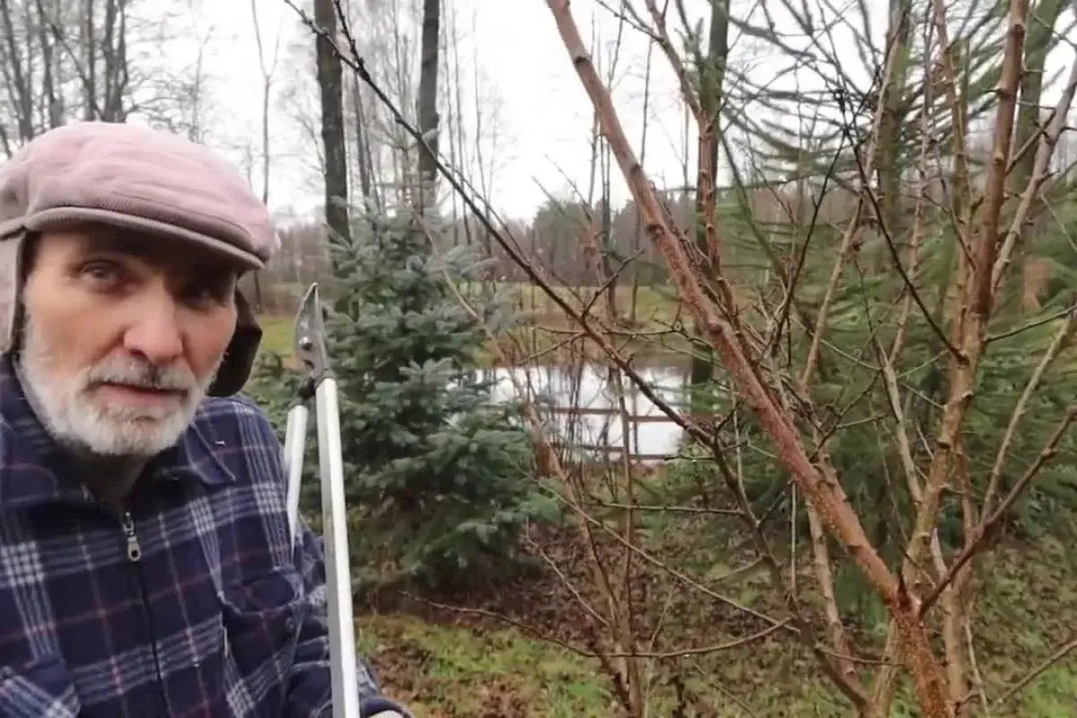 Mężczyzna z sekatorami pokazuje, jak przycinać morele. W tle widać drzewa i staw.