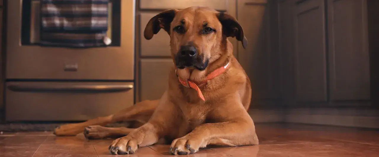 Czy pies może jeść kurkumę? Bezpieczne dawkowanie i korzyści zdrowotne