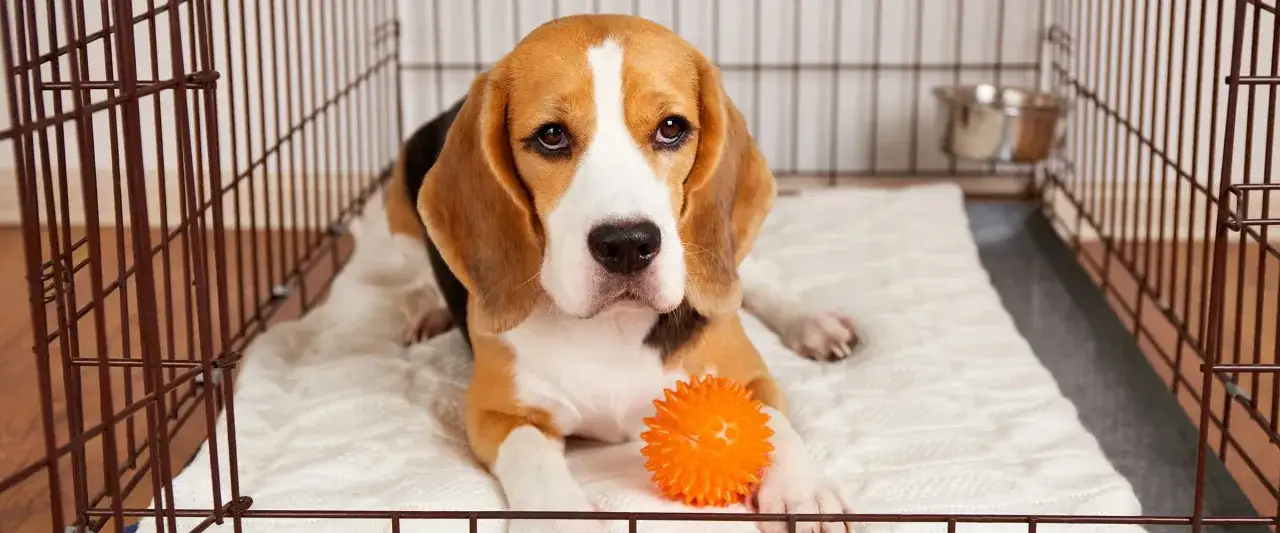 Smutny beagle leży w klatce kennelowej z pomarańczową piłeczką.