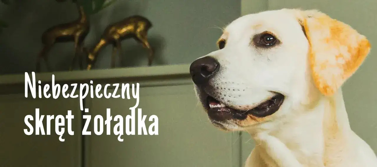 Skręt żołądka u psa: Jak rozpoznać objawy i uratować życie?