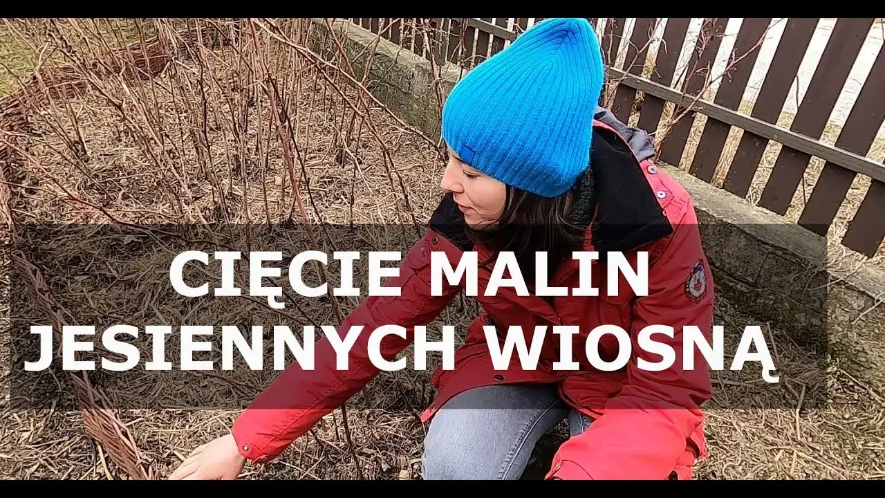 Jak przycinać maliny jesienne? Prosty przewodnik po obfitych plonach