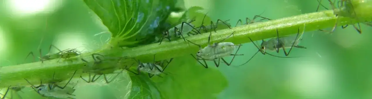 Jak rozmnażają się mszyce? Szokujące metody ich rozmnażania