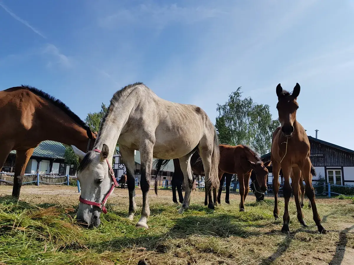 Stadnina Koni Botoja: Cennik, dojazd, opinie. Czy warto?