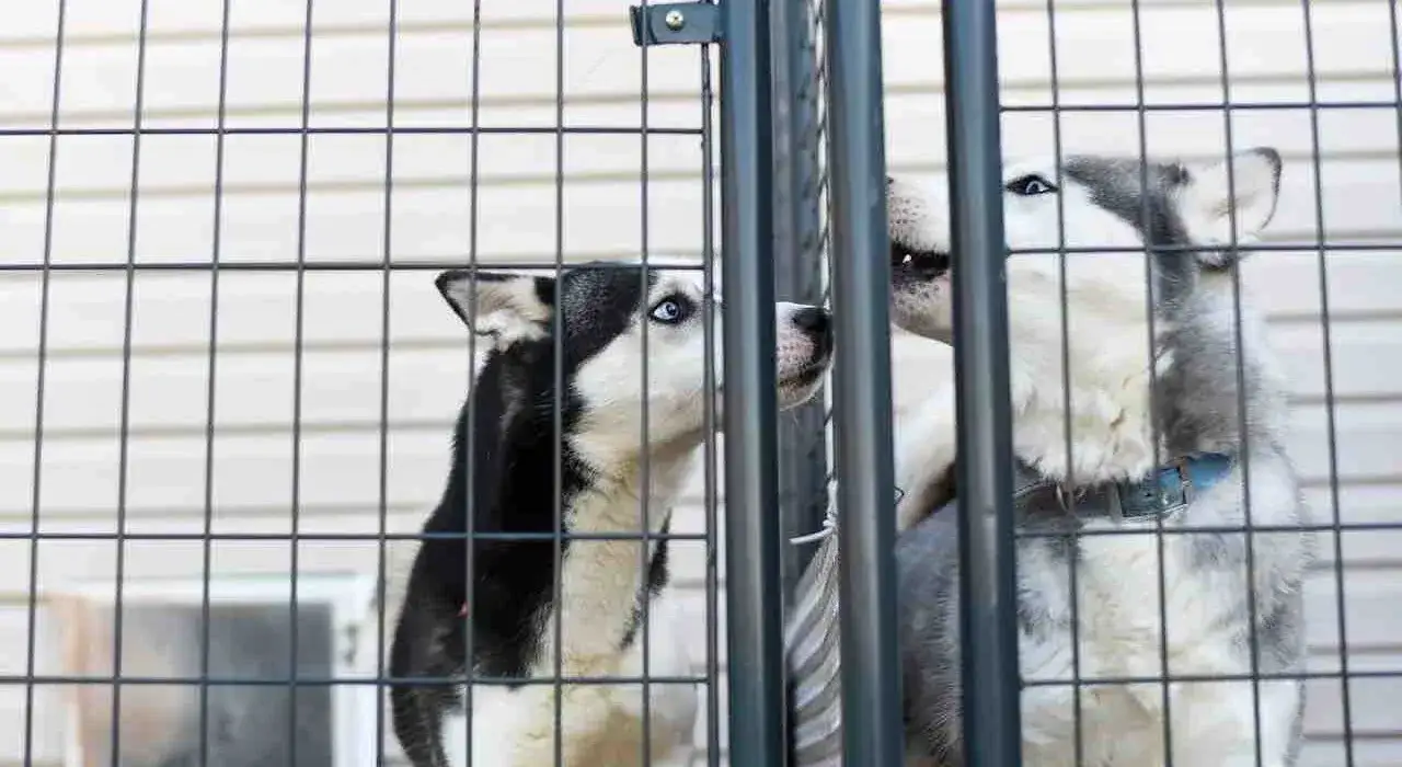 Jak założyć hotel dla psów - uniknij najczęstszych błędów i kosztów
