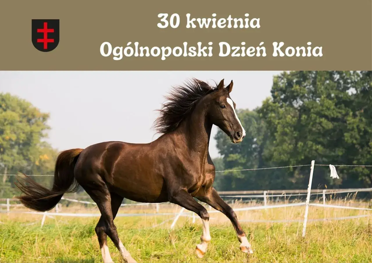 Dzień Konia: Kiedy i jak świętować? Poznaj historię 30 kwietnia!