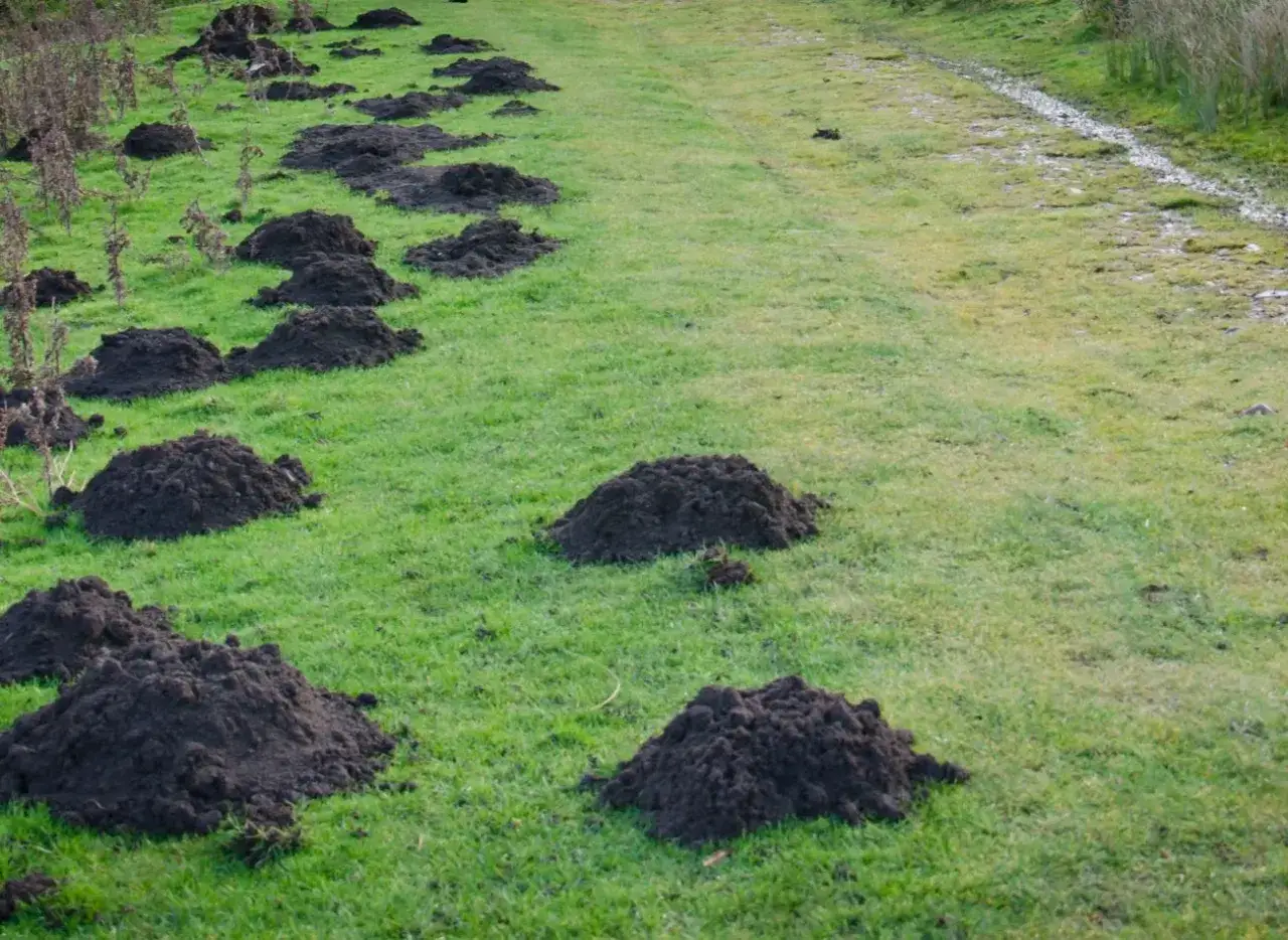 Ziemia z kretowiska, idealna do zanęty, tworzy naturalny krajobraz na zielonej łące.