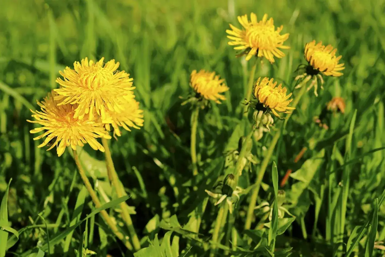 Mniszek czy jaskier? Rozpoznaj żółte chwasty i pozbądź się ich!