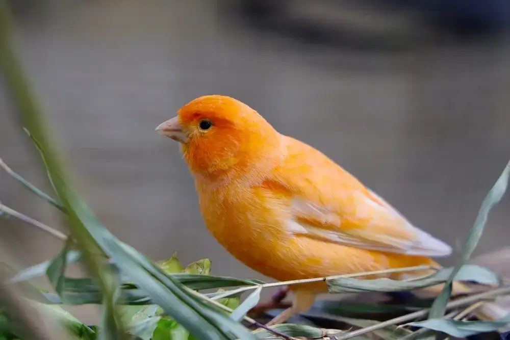 Jak hodować kanarki: proste sposoby na zdrowe i szczęśliwe ptaki