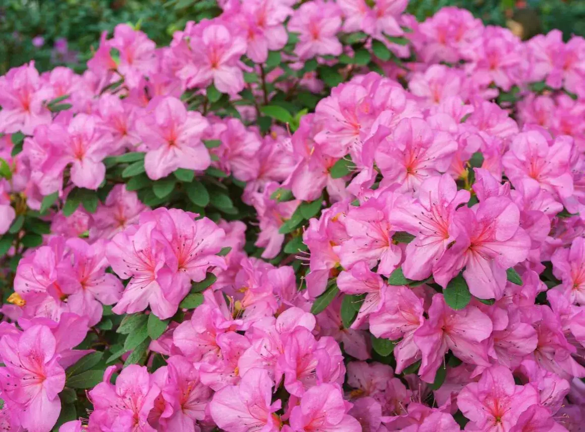 Jak kwitnie azalia? Poradnik: Obfite kwiaty rok po roku!