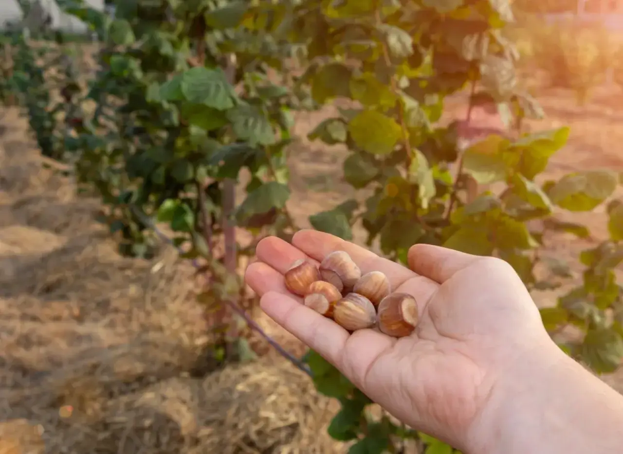 Skuteczne opryskiwanie leszczyny krok po kroku: terminy i ważne zasady