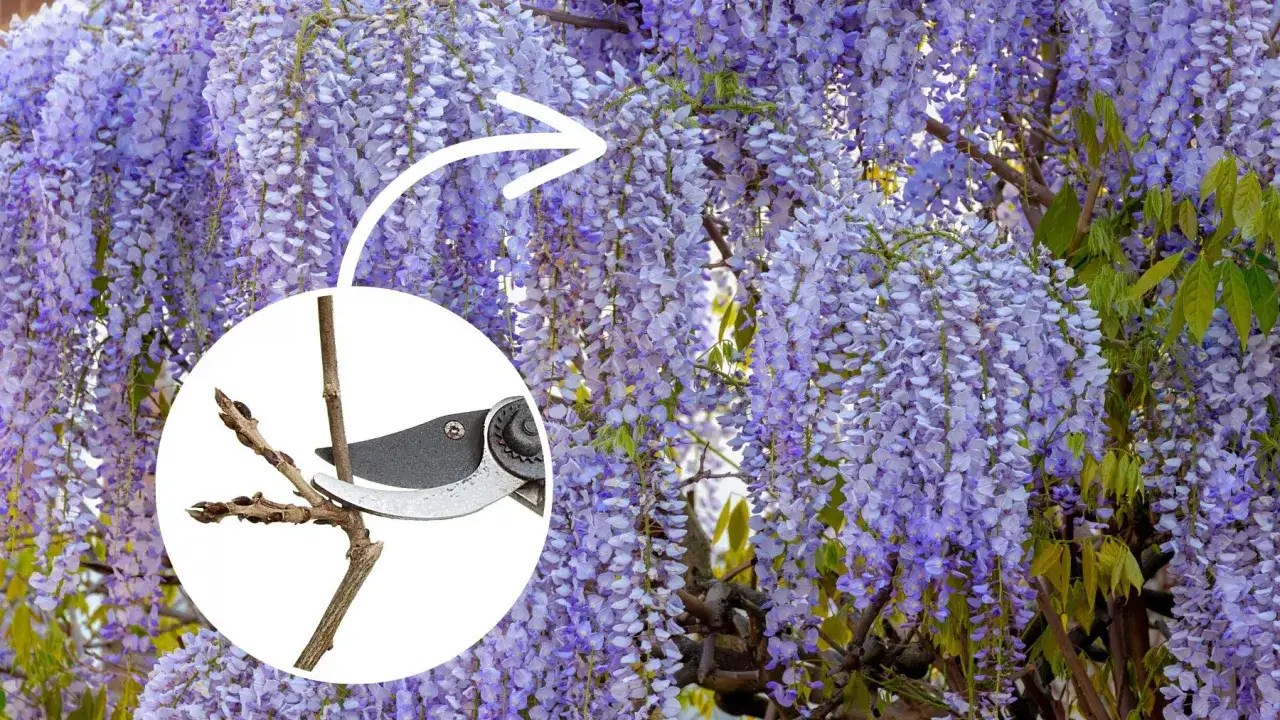 Kiedy przycinać glicynię? Sekator pokazuje, jak przyciąć pędy, by roślina obficie kwitła.