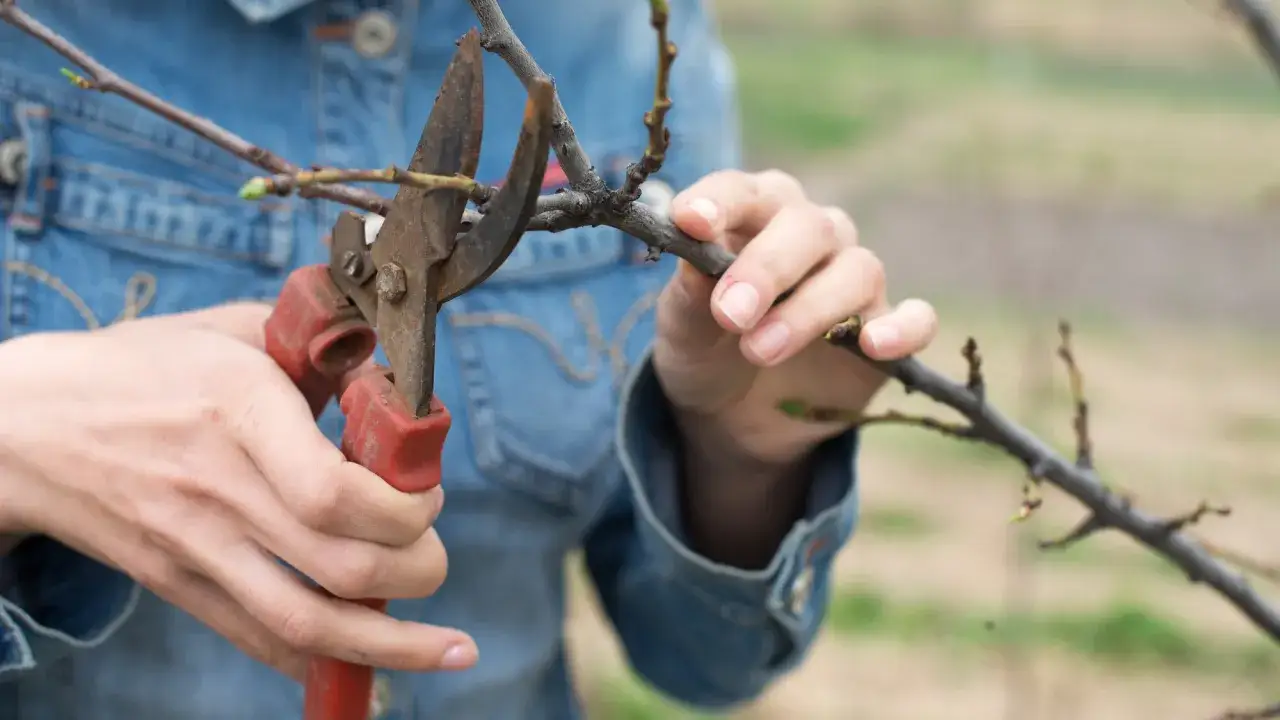 Jak przycinać aronię? Poradnik: zdrowe krzewy i obfite plony