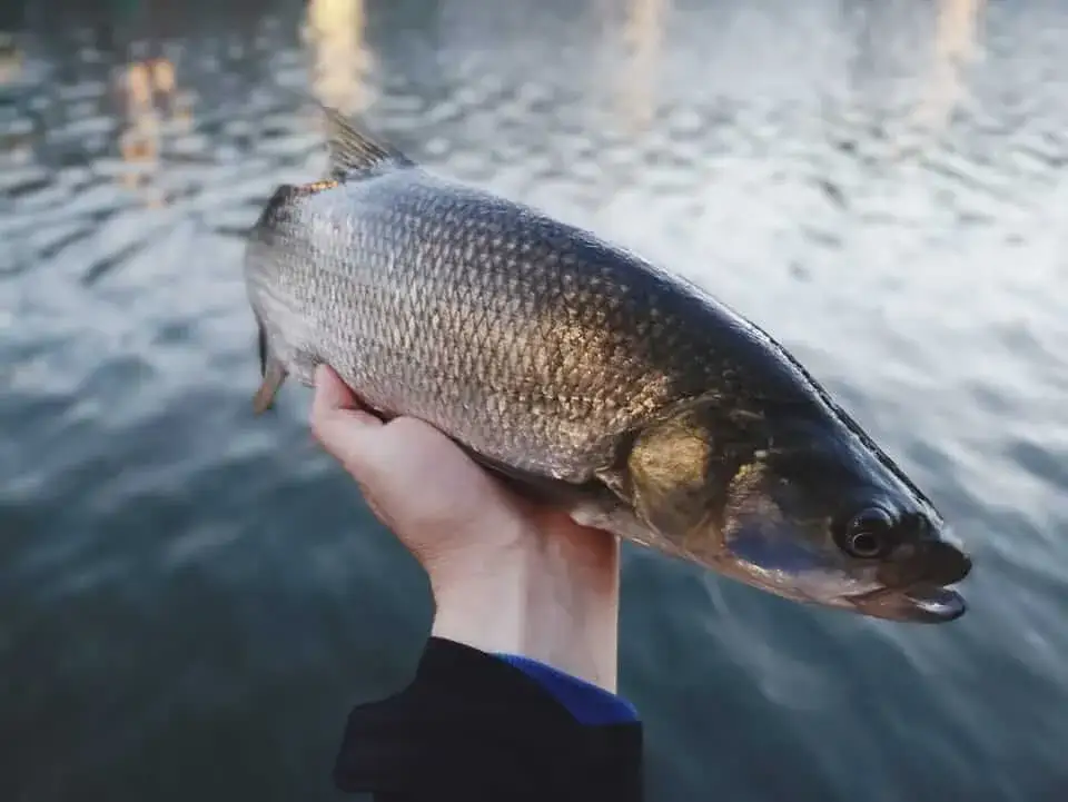 Jaką plecionkę na bolenia wybrać, by nie stracić ryby?